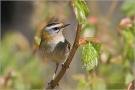 <p>KRÁLÍČEK OHNIVÝ (Regulus ignicapillus) /Firecrest - Sommergoldhähnchen/</p>